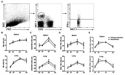NK Cells Contribute to Protective Memory T Cell Mediated Immunity to Chlamydia muridarum Infection